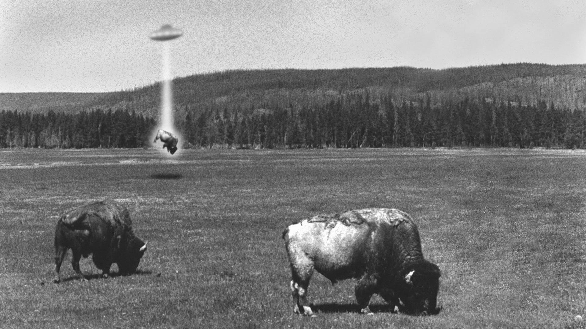 Placeholder showcase image