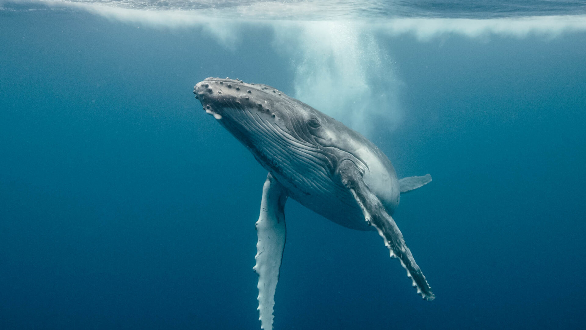 Placeholder showcase image